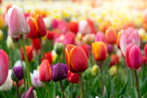 Canada's first tulip forest will soon bloom just 60 minutes from Vancouver