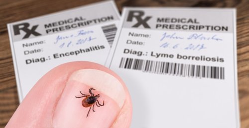 Climate change is helping black-legged ticks spread Lyme disease across Canada