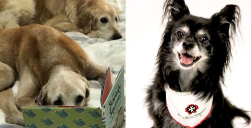 You can "borrow" a dog from the Vancouver Public Library this summer