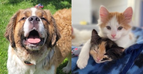 BC shelters overwhelmed as interest in pet adoption drops