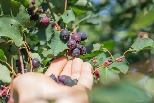 Here's where you can find all of Edmonton's edible fruit trees