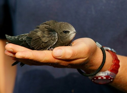 Vanishing Swifts: UK Birds in “Freefall” - Is Florida Next?
