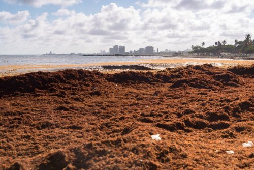 Caribbean Matters: Sargassum seaweed continues to spread