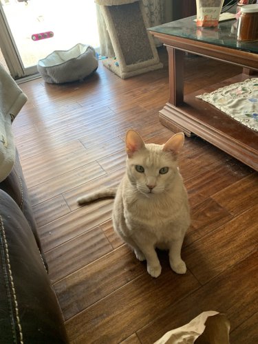 Caturday Pootie Diary: ...and God laughs