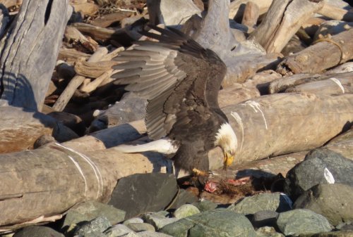Dawn Chorus: Eagles on winter beach carrion