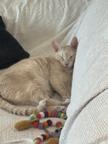 Caturday Pootie Diary: In which Freddie helps me with insomnia