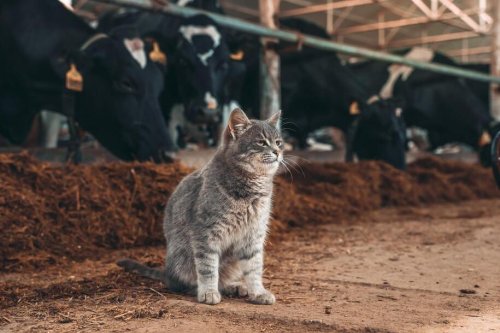 H5N1 now confirmed in 11 US farms. Cats die within 48 hours.