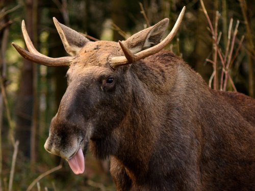 O Canada! A Don's A-Grabbin' Ya!