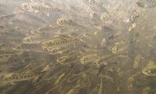 Breaking: Fall-Run Chinook Salmon Fry Succumb to Gas Bubble Disease in Klamath River