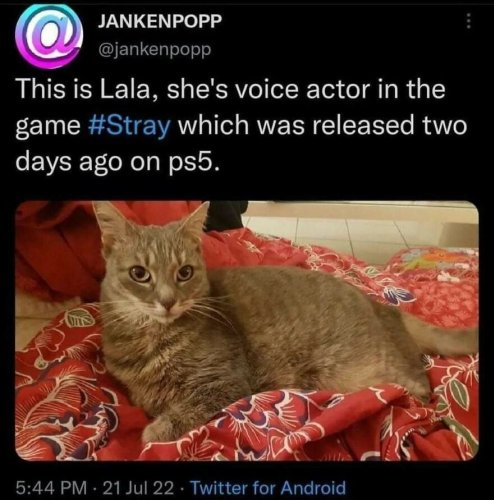 PWB Peeps Caturday Open Thread: Ready For My Close-up