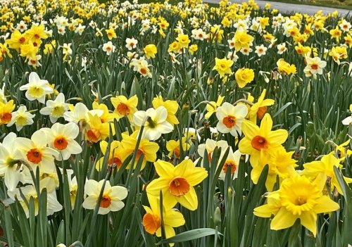Daffodil Festival - A Photo Diary