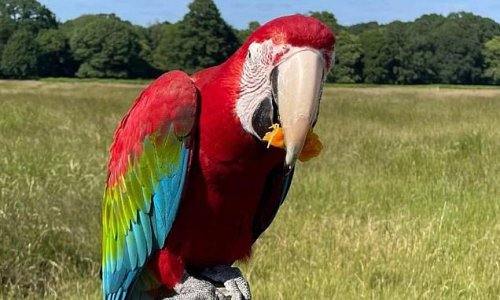 Uber driver, 44, who stole £3,000 pet macaw from Richmond Park then released it into the wild before it was 'killed by a fox' avoids jail