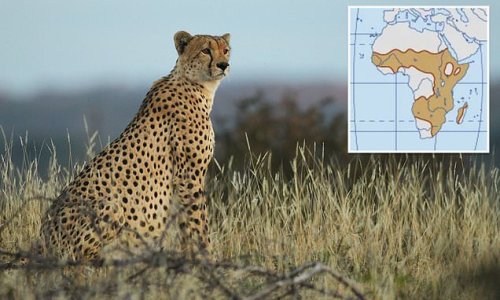 Cheetahs could soon be EXTINCT: Fears are growing the majestic cats – and other large carnivores in the African Savannah – are disappearing due to persecution by humans and habitat loss, study reveals