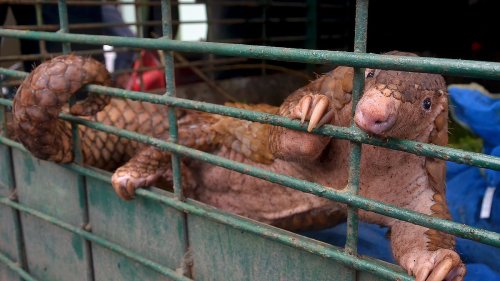 Is THIS how the Covid pandemic began after all? Study finds strain of virus in PANGOLINS was nearly...