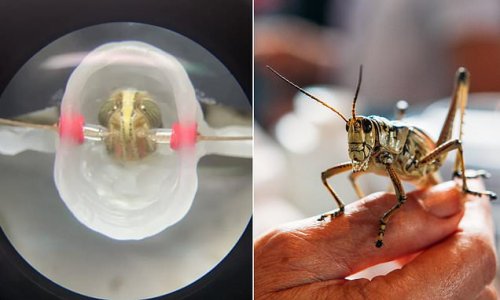 Locusts can SMELL cancer: Scientists find insect's brains respond differently to three types of mouth cancer