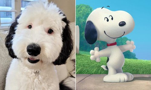 Snoopy in real life! Pooch with uncanny resemblance to beloved cartoon ...