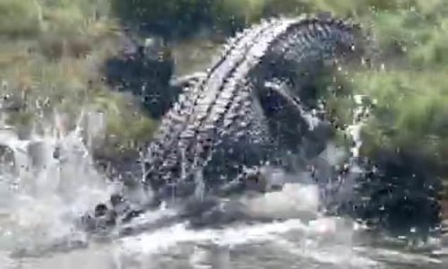 Huge saltwater crocodile launches out of the water towards two locals