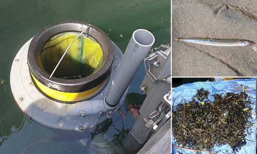 Mechanical 'Seabins' designed to capture plastic pollution trap one marine organism for every 3.6 items of litter - with 60% found to be dead on retrieval