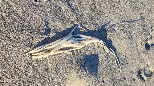 Locals baffled after 'alien' creature was spotted on West Australian beach: 'It looks like...
