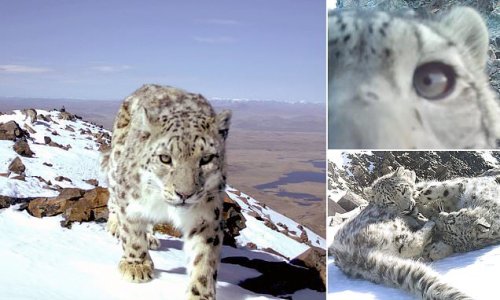 Give us our privacy! Moment a notoriously secretive snow leopard cub slinks up to a camera trap, sniffs it then disables it in Russia