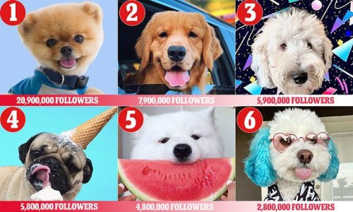 REVEALED: The most popular dog breeds on TikTok