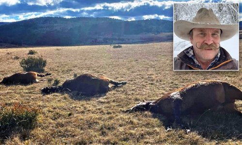 Furious horse rider who dumped a brumby's head on the doorstep of a Snowy Mountain National Park office reveals why he was pushed over the edge - as shocking photos emerge