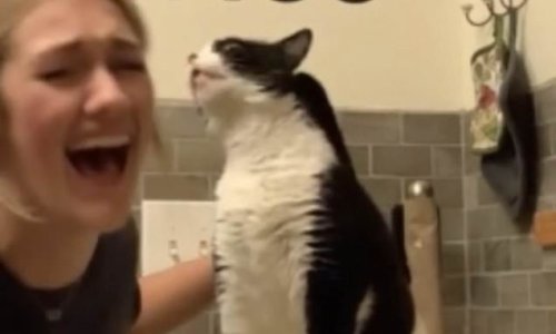 Cat has a very vocal reaction to having his back scratched