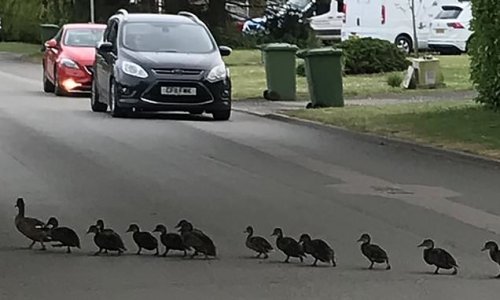 Why did the duckling cross the road? He was following the other 23! Amazing image shows parade of young birds led by proud mother