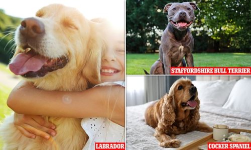 I'm a dog behaviourist and these are the nine most loving breeds - so, is yours on the list?