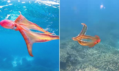Rare 'rainbow-hued' blanket octopus spotted in Great Barrier Reef