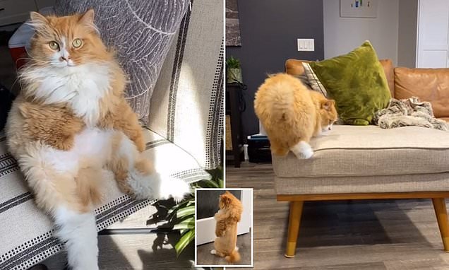 Miaow stopping him! Cat who lost his front paws and part of his tail becomes a TikTok sensation with clips that show how he's adapted by jumping off the furniture backwards