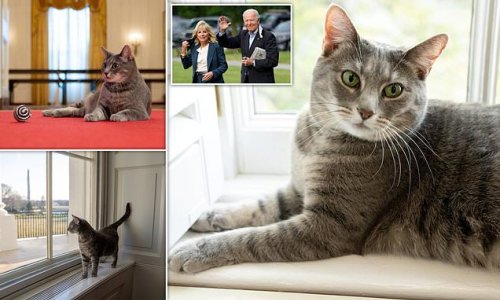 Hello, Willow! Bidens welcome a pet CAT into the White House