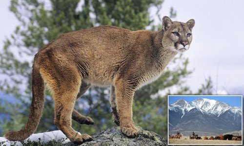 That's not my wife! Colorado man enjoying snowy hot tub with spouse is clawed by MOUNTAIN LION from behind