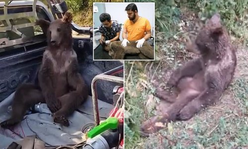 Grizzly hangover: 'Drunk' bear is found slumped in a forest and given a lift to the vet after gorging on hallucinogenic 'mad honey' in Turkey