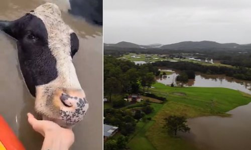 Cow's head is lifted out of rising flood waters amid storm