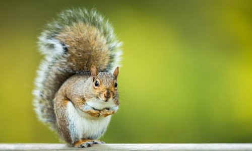 King Charles wanted to control the grey squirrel population by lacing