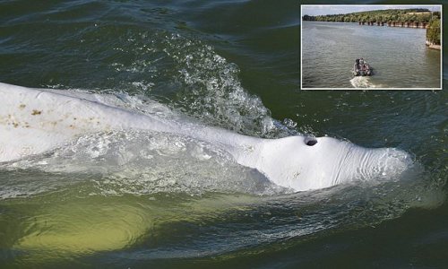 Hopes of saving malnourished Beluga whale trapped in Paris's River Seine fade as rescuers 'in a race against the clock' to save the animal say there is 'little hope' it will be able to return to the sea