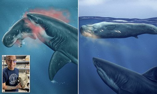 Megalodon ate sperm whales for breakfast! Prehistoric predator feasted on their enormous NOSES which are packed with oily saturated fats, study claims