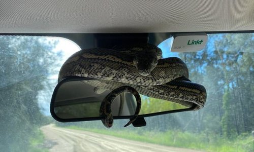 Terrifying moment picnicking family returns to their car to find carpet python wrapped around the rear-view mirror in 'only in Australia' moment
