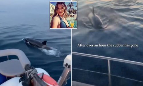 Killer Whales Are Ramming Boats Off The Coast Of Spain In Spate Of 