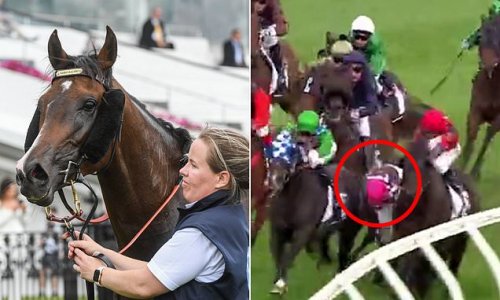 Horror As Horse Is Euthanised After Suffering Severe Injuries In ...