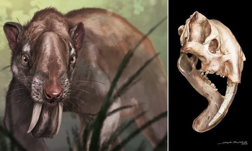 Meet the sabretooth marsupial with ever-growing TEETH: Bizarre creature that roamed South America 3 million years ago had such large canines that its eyes were forced to the sides of its head