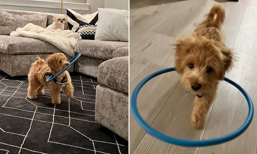 Blind dog saved from puppy farm and euthanasia thanks to hula hoop halo that works like a football face guard and helps it move safely