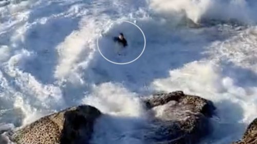 Two minutes of terror: Incredible footage watched by millions shows swimmer cheat death after...