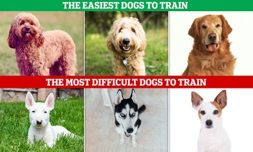 Teacher's PET! The easiest dog breeds to train revealed – so how does YOUR pooch stack up?