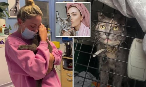 Tara the missing kitty FOUND safe and well after a bizarre mix up at a Bondi vet saw the wrong cat handed over and then lost