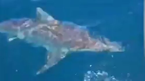 Terrifying moment handful of sharks circle a boat with two fishermen onboard off the coast of Perth