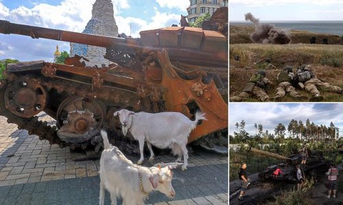 Ukrainian GOAT injures group of Russian soldiers with GRENADES: Animal sets off invaders' own tripwire boobytraps