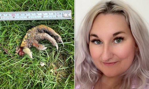 Do YOU know which type of animal this mystery talon belongs to? Experts left 'baffled' by 'dinosaur claw' found in couple's front garden