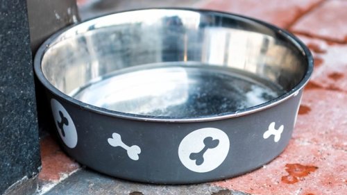 Scientist reveals the stomach-churning reason you should NEVER let your dog drink from a communal water bowl at the pub